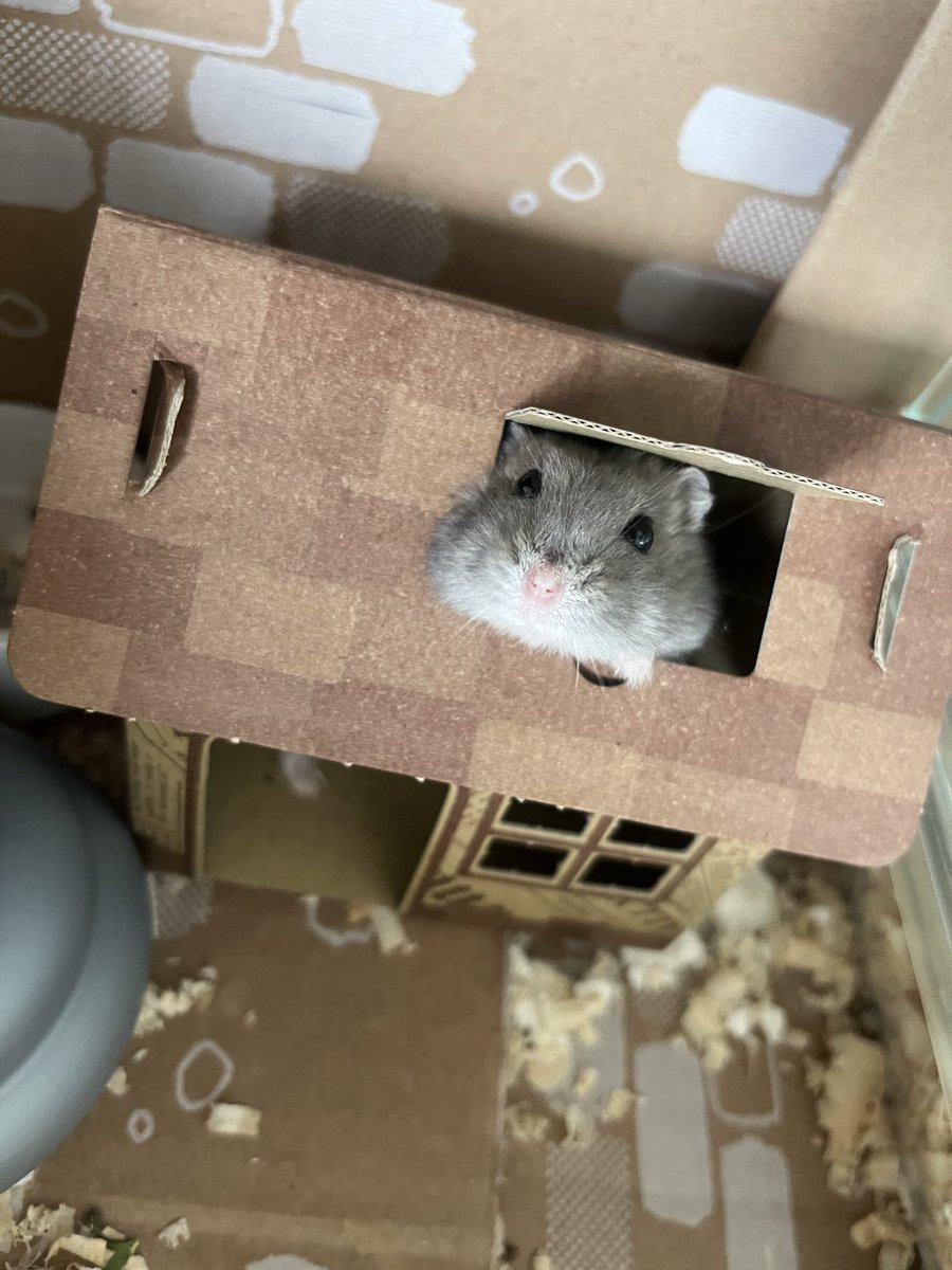 おもち tweet media