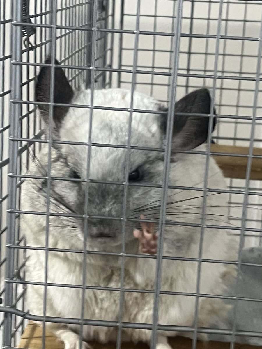 おもち tweet media