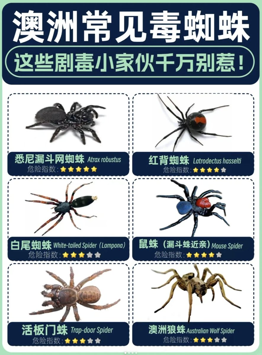 #澳洲 常见毒 #蜘蛛