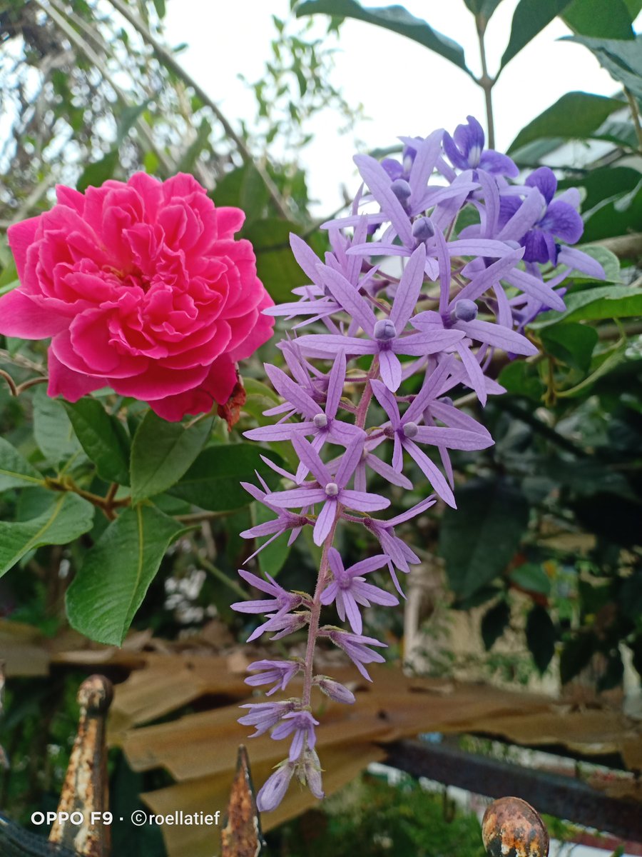 Petrea volubilis dan Mawar