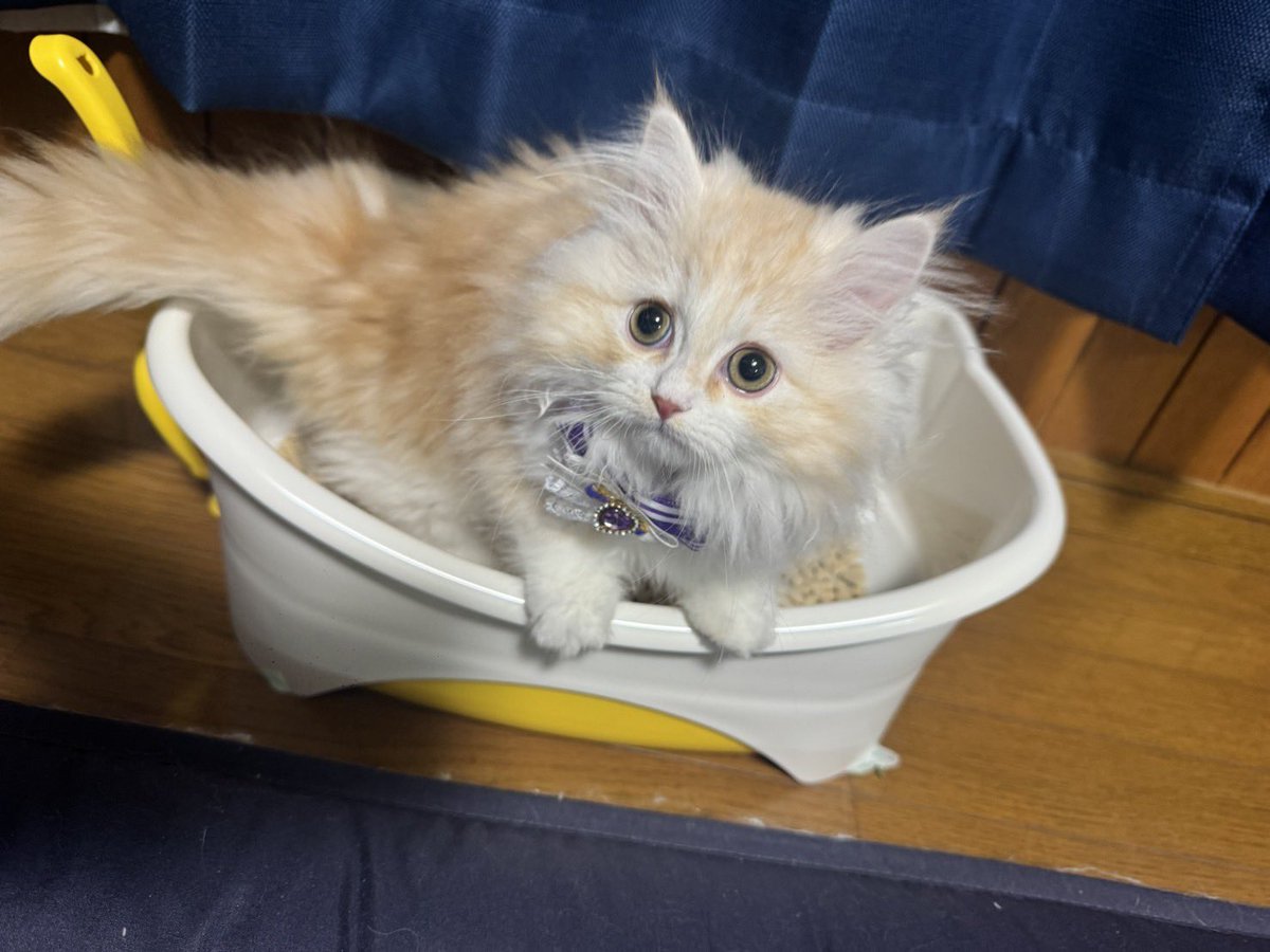 ゆあ 🏹🤍1/10.11 生誕祭 ♡ (@yua_oshiose) / Posts / X