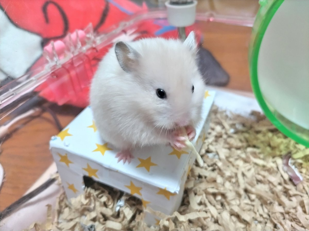 x.ohana_smail.x様♡ ご連絡待 ブライスハウス   ７月２０日追加 今年よろしくお願いします