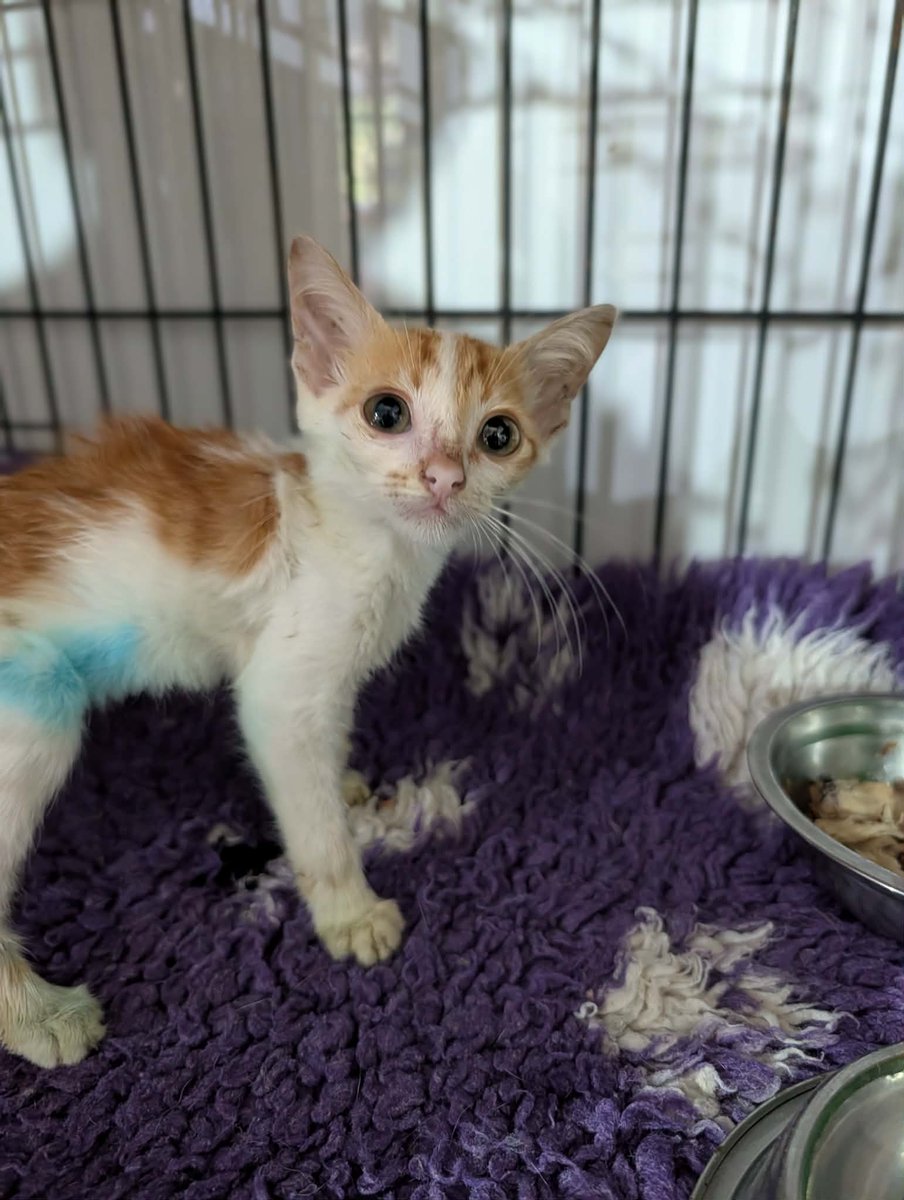 Animal SOS Sri Lanka tweet media