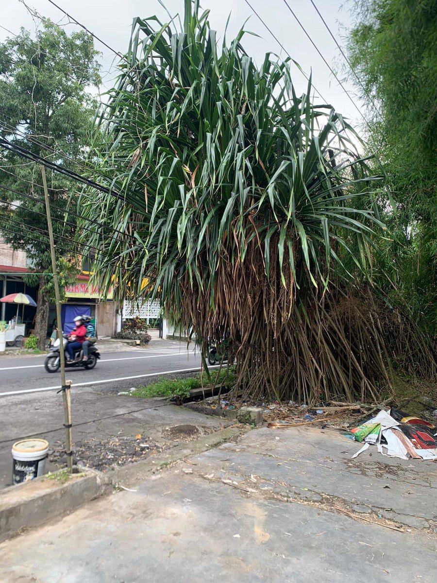 merapi_uncover's tweet photo. Minta pencerahannya dong. Kabel kaya gini lapornya kemana ya. Karna udah konfirm ke PLN, PLN bilang itu ga cuma kabel dari PLN aja. Mengganggu sekali sudah sangat pendek. Sebelumnya sudah kaya gitu tp ga begitu terasa karna ada bangunannya. Sekarang bangunannya sudah ambruk dan emg udah gaada niatan buat dibangun lagi, hanya mau di pagar saja.

Mana itu kabel melilit2 di pohon hotel😭

Lokasi : utara hotel hyatt sebelum hyarta residence