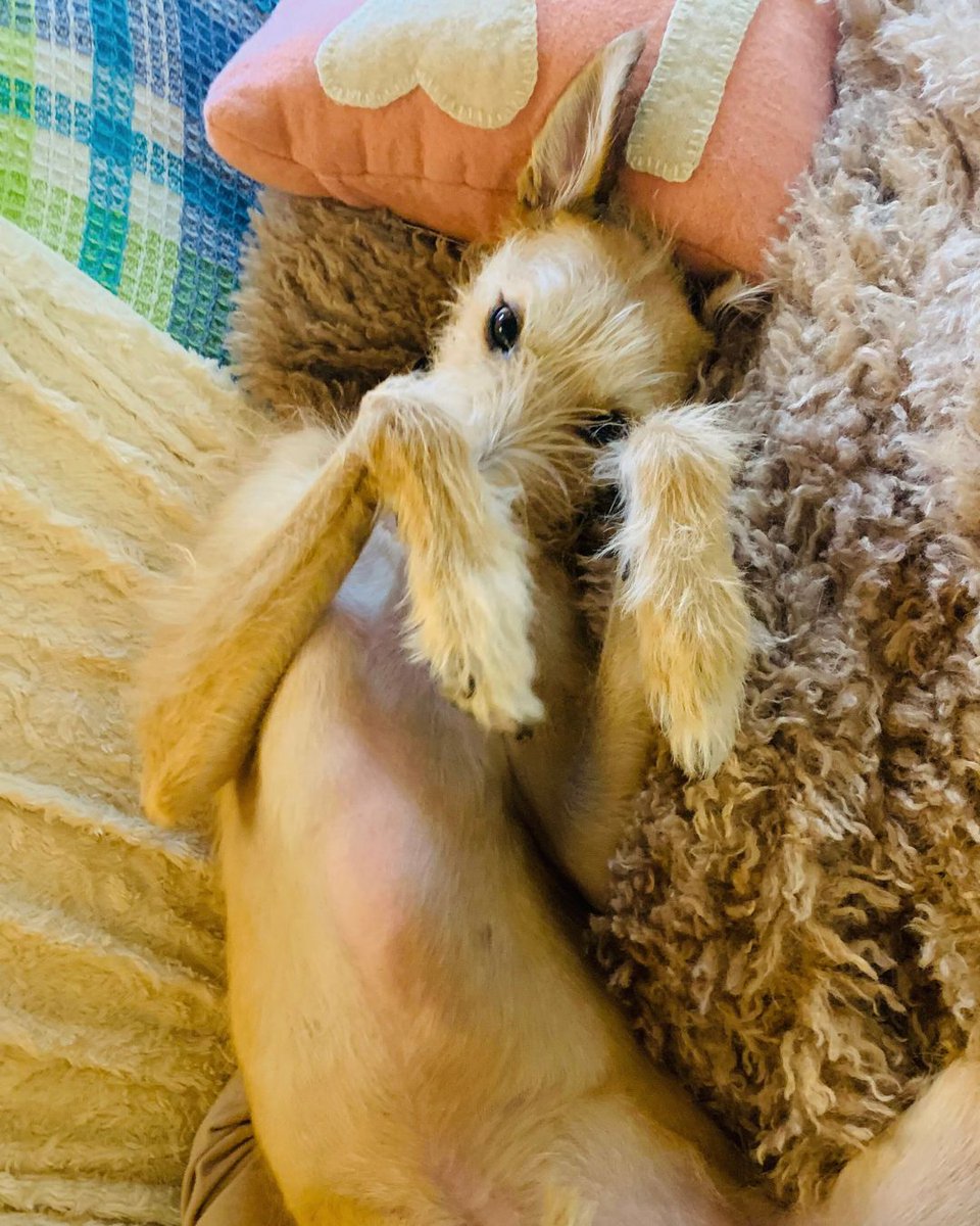 DogsTrust's tweet photo. After spending 443 days waiting, Underdog Marley was delighted to start his new chapter in his forever home 💛

He's clearly settled in and is living life to the fullest! His adopters describe themselves as 'smitten' and we couldn't be happier!

Isn't this the best news?! https://t.co/hMLdXa41n4