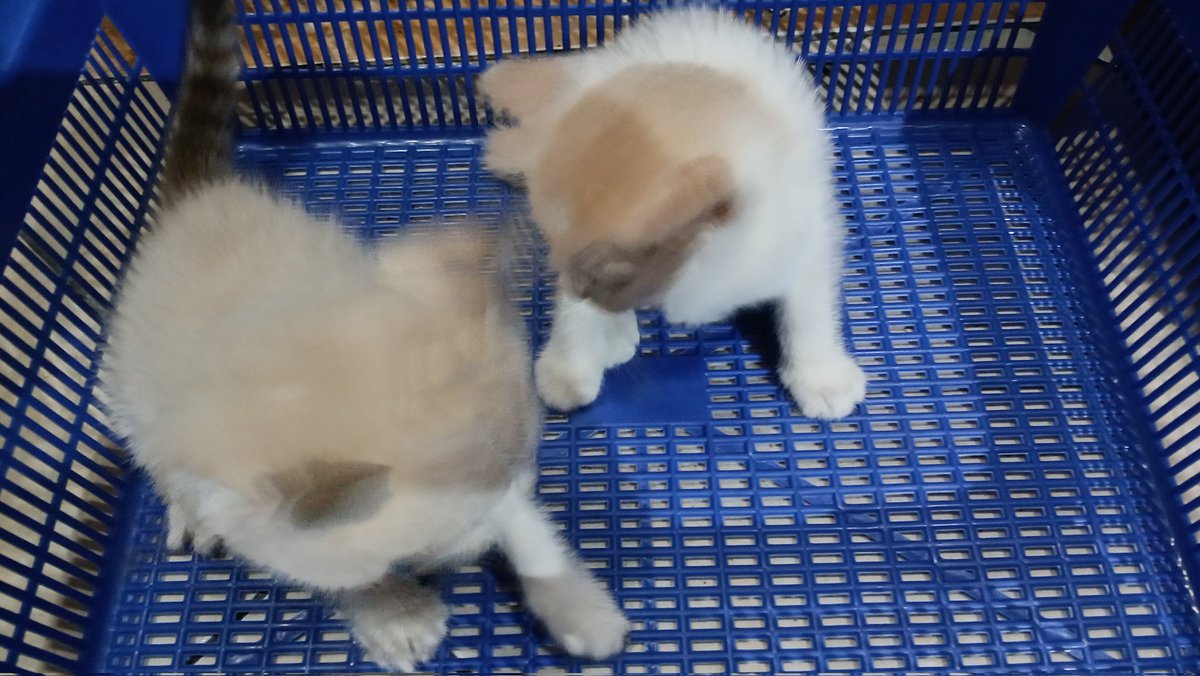 glefthere's tweet image. Seimupp ini kenapa mesti berakk si (ﾉﾟ∀ﾟ)ﾉ