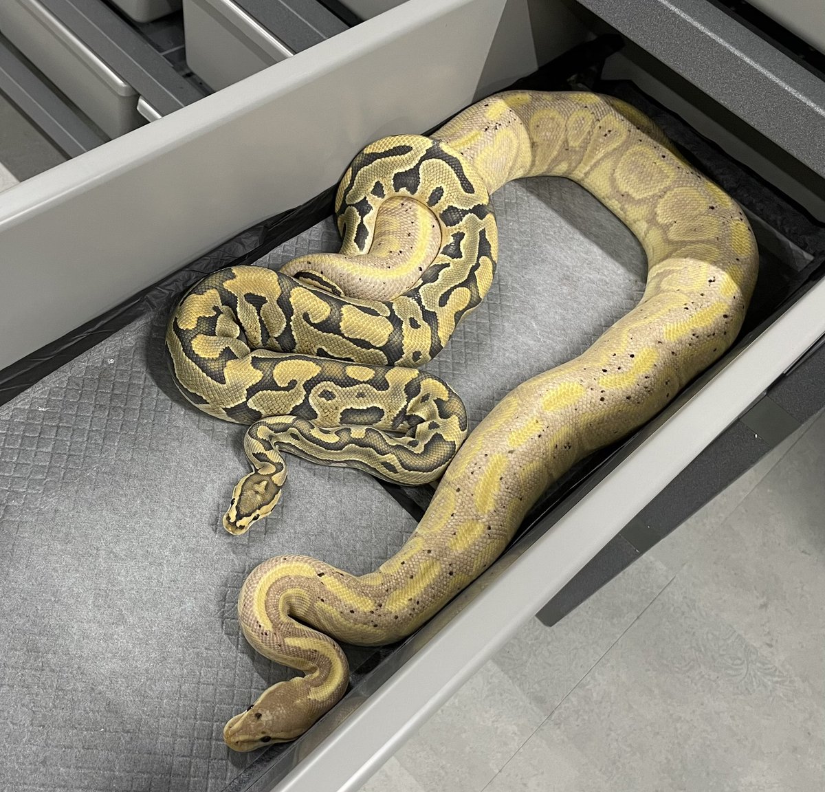 δ7Ballpython (@Delta7BP) / Posts / X