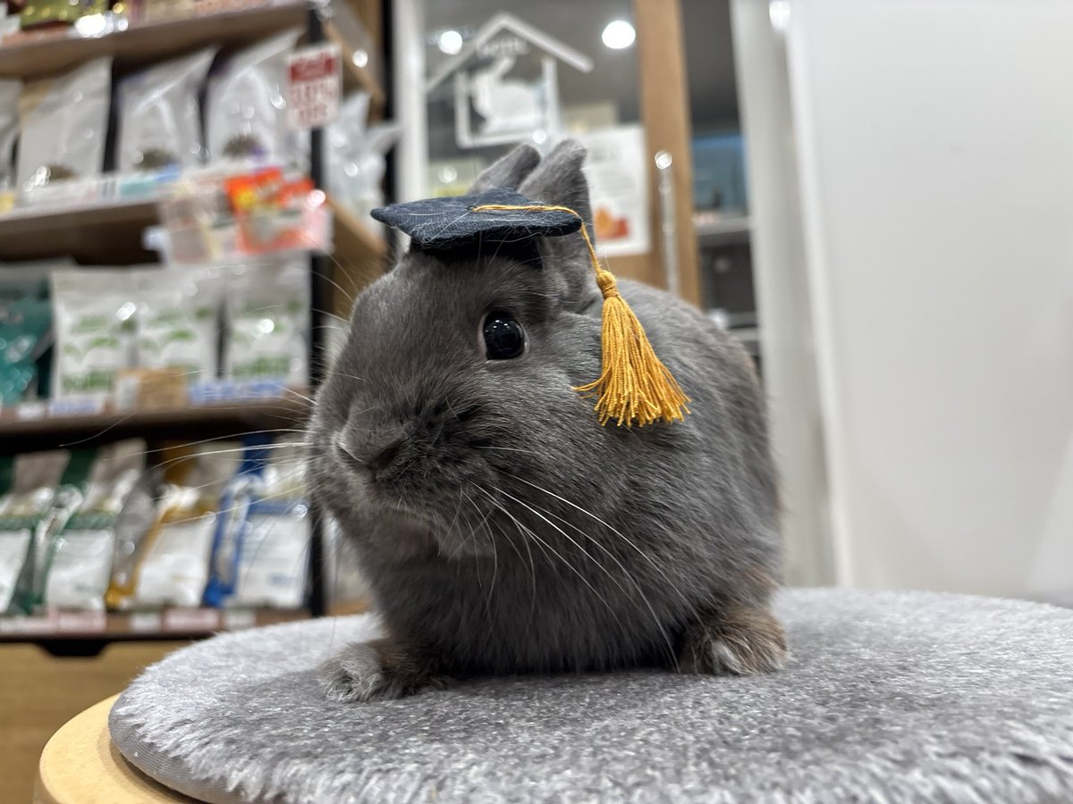 本日の卒業生🎓
むぎゅむぎゅっとしたフォルムが愛おしい❤️
シャイなところもキュートな男の子🫶
おめでとう！！
#きゅるきゅるな真顔大好き　#うさぎのしっぽ　#うさぎのしっぽビナウォーク店　#うさぎ専門店　#토끼　#兔子　#rabbit