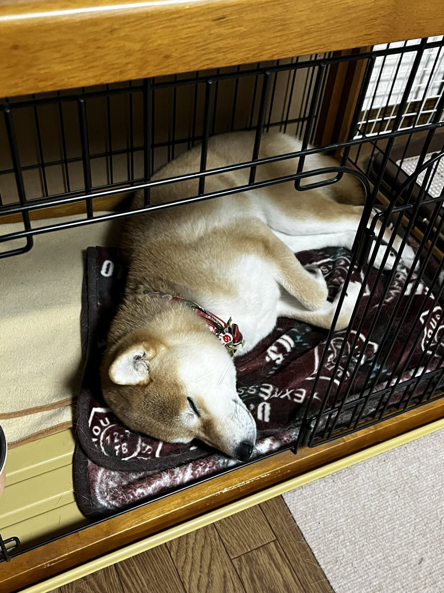 柴犬こめ1歳 (@shibainukome) / Posts and Replies / X