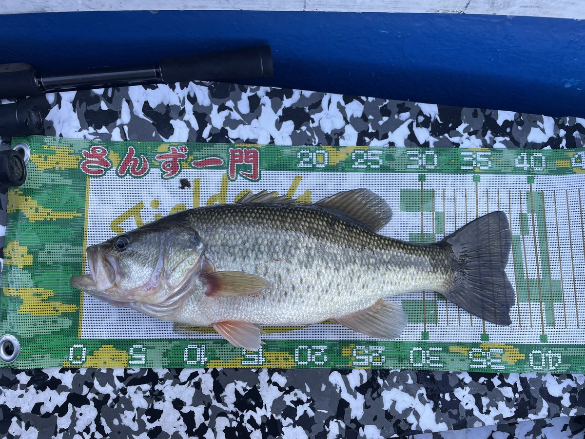 ITOtoshi0910's tweet image. 釣り始め🎍
幸先よく連発して7本で終了。
あけおめフィッシュ頂きました‼️

#相模湖
#小川亭
#MajorCraft
#さんず一門