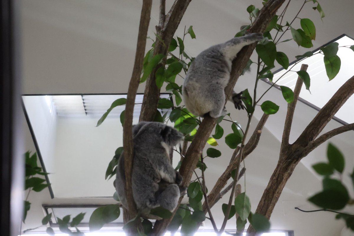 コアラ舎着いたらこれで笑っちゃった 2026.1.3 #埼玉県こども動物自然