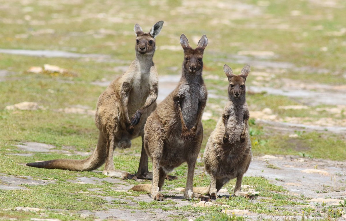Here's an emergency feel-good photo.
It seems y'all need it right now.
A trio of kangaroos at Lincoln National Park which is at the bottom of Eyre Peninsula and very far away from the terrible world events.