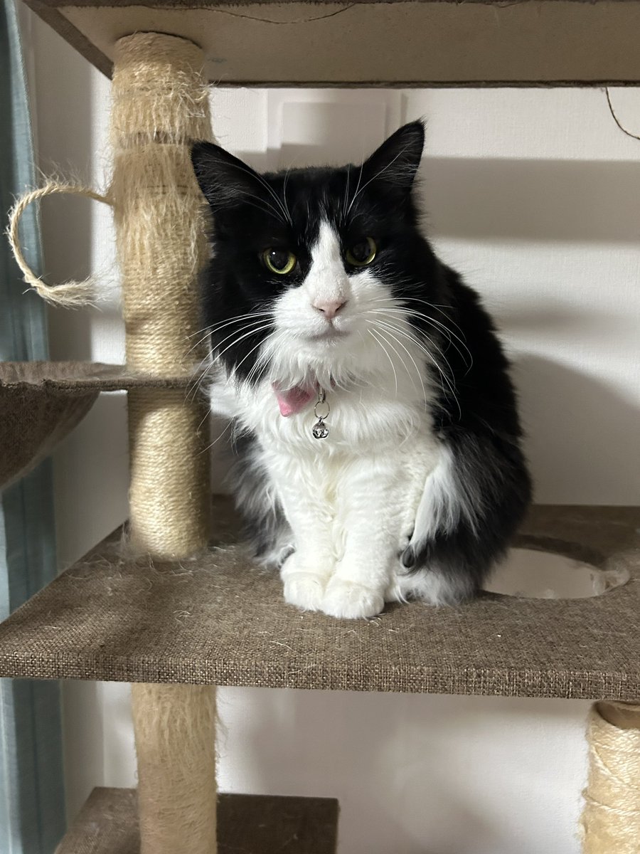 ぽちよね (@pochiyonee) on Twitter photo 