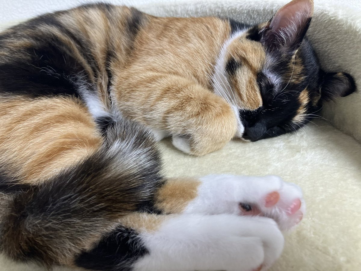 Harukun_chi's tweet photo. Zzzz https://t.co/03swETZlk6