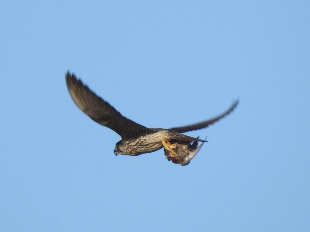 Iffoid's tweet photo. @slimbridge_wild Peregrine with meal (poss Teal?) on the Tack Piece early afternoon https://t.co/9XMhIqooU5