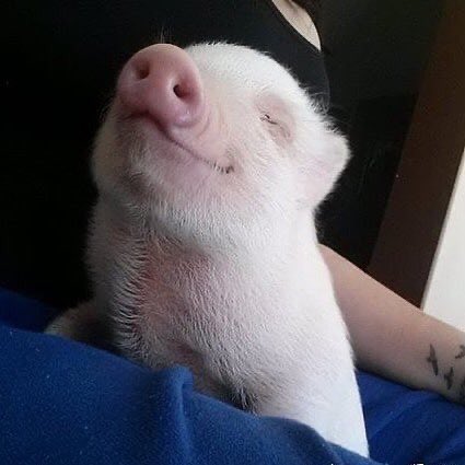 🐶🐷 (@puppigsaurus) on Twitter photo 