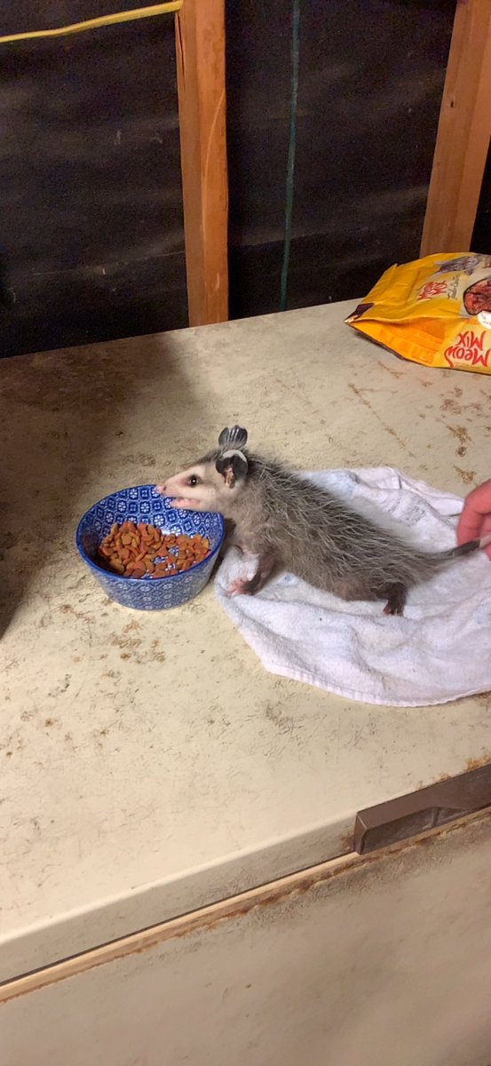 Possumeveryhour.io (@possumeveryhour) on Twitter photo 