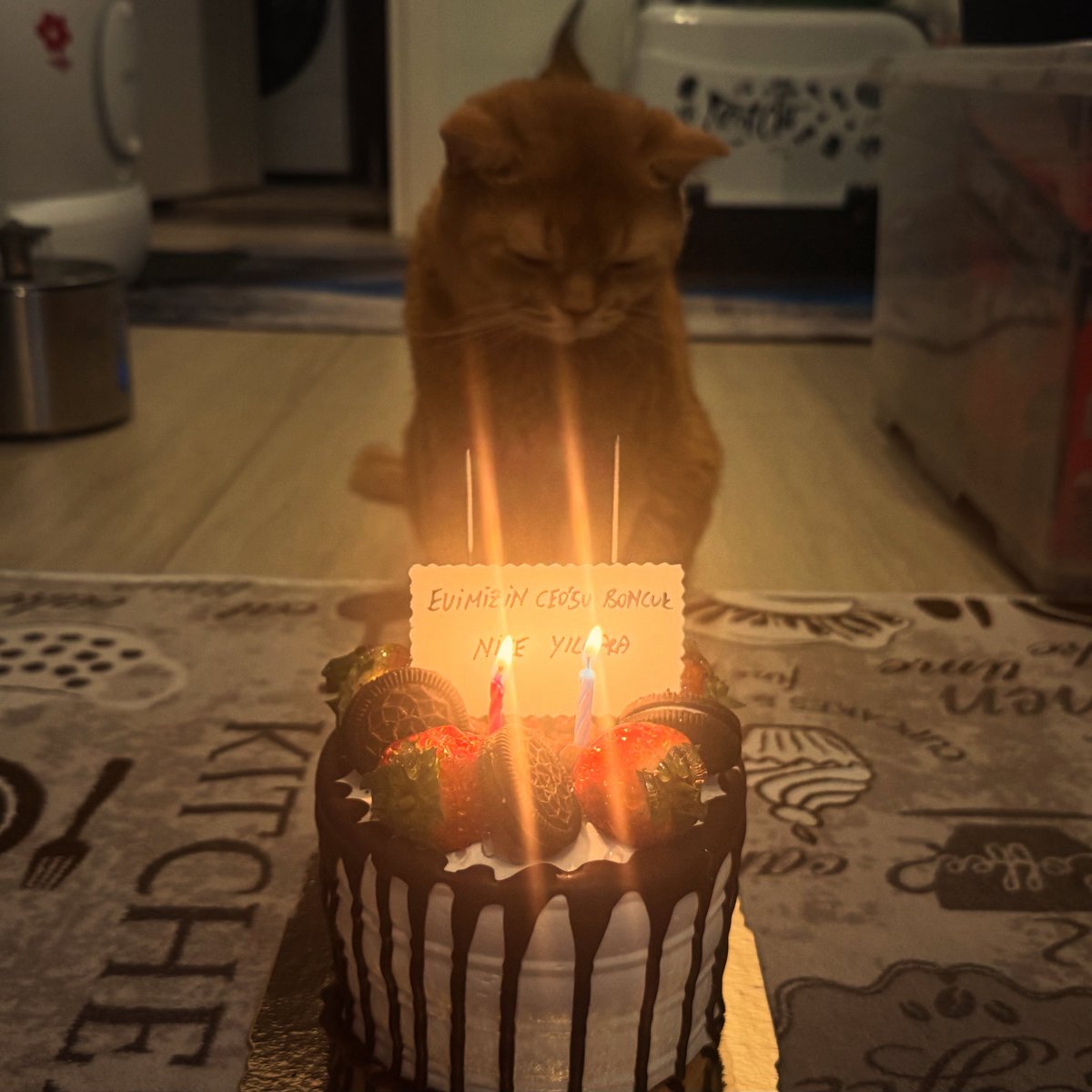 CryptoYakari's tweet photo. Our home’s CEO, Boncuk, is officially 2️⃣ years old today 🎂🫶
Authority: unlimited.
Meetings: scheduled around food time.
Decisions: made by paws.
Happy birthday, CEO 🐾💙
#Boncuk #CatCEO #BirthdayCat #CatLife #Petstagram #CatLove #FurBoss #CatsOfInstagram https://t.co/kAeKHtzte2