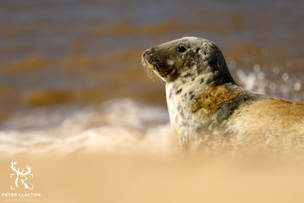 Back out in the wild with my camera, and these seals never disappoint! Was it Cold? Yes. Was it worth it? Absolutely. This little one is already shedding its old coat and gearing up for the new year! #sealspotting #sealphotography #naturewatch #winterwildlife #wildlifephotography