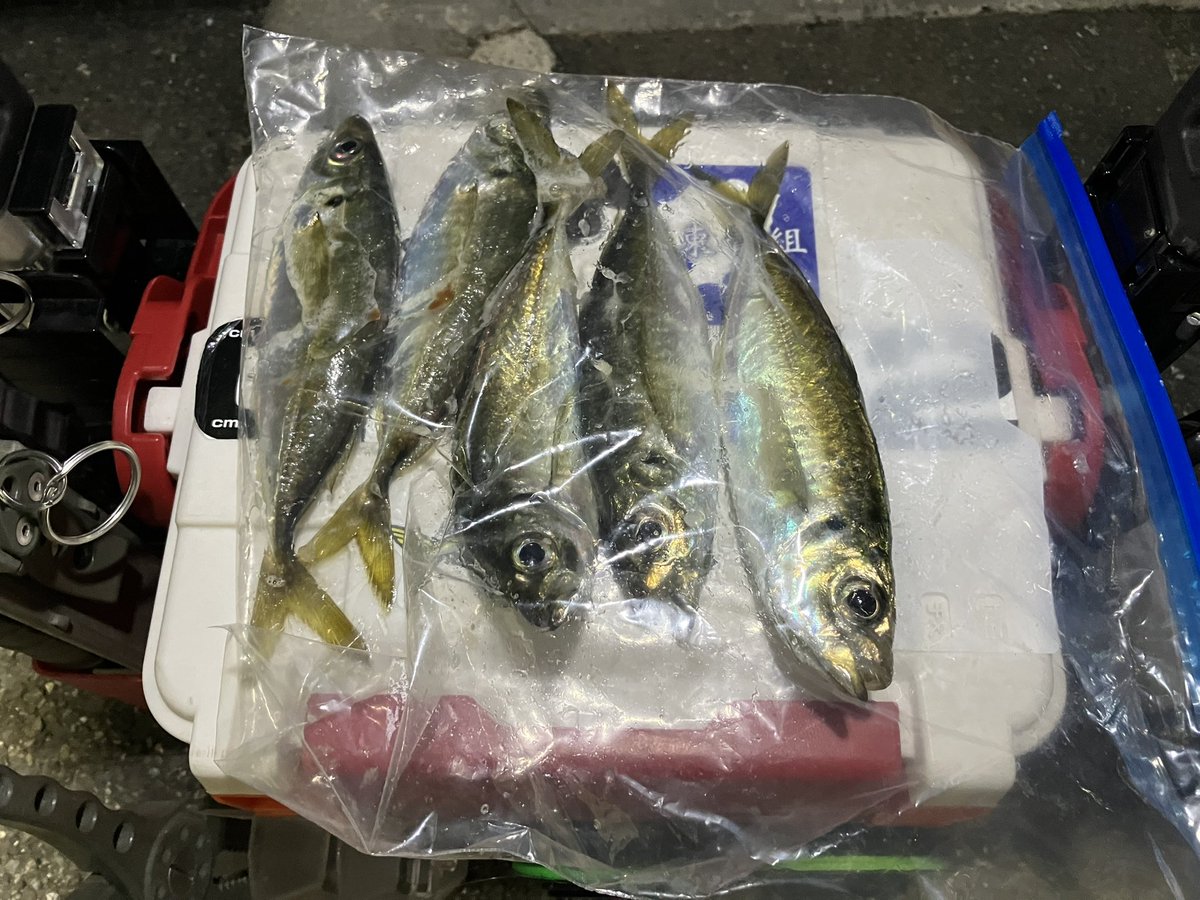 アジぽん tweet media