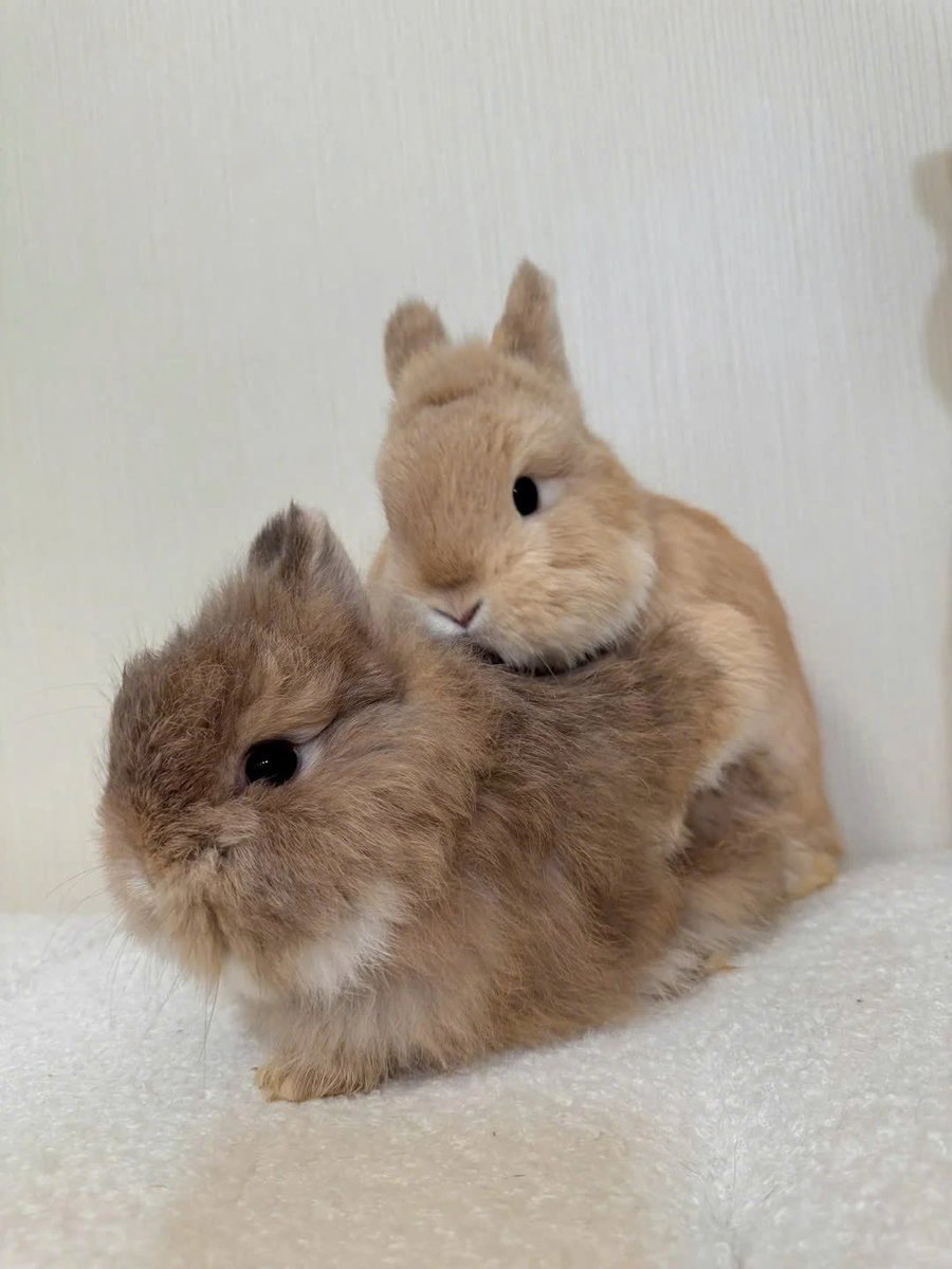 Why you should have a rabbit (@shouldhaverabit) on Twitter photo 