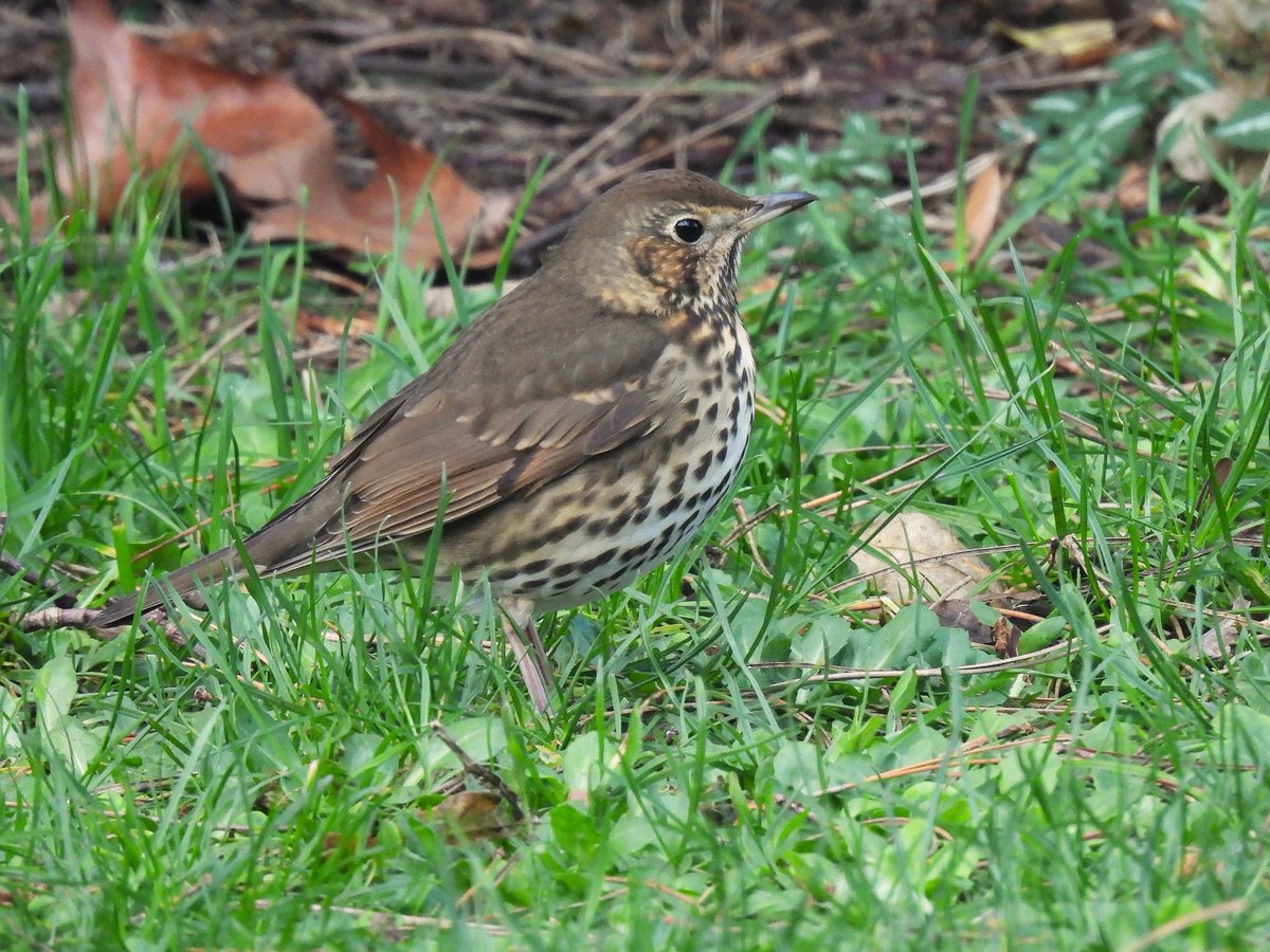 BirdersStore's tweet image. Song Thrushes have been regular visitors to the church grounds next to our shop here in #Worcester.

Always a delight to see these beautiful thrushes at close quarters.

#BirdsSeenIn2026 #UKBirding