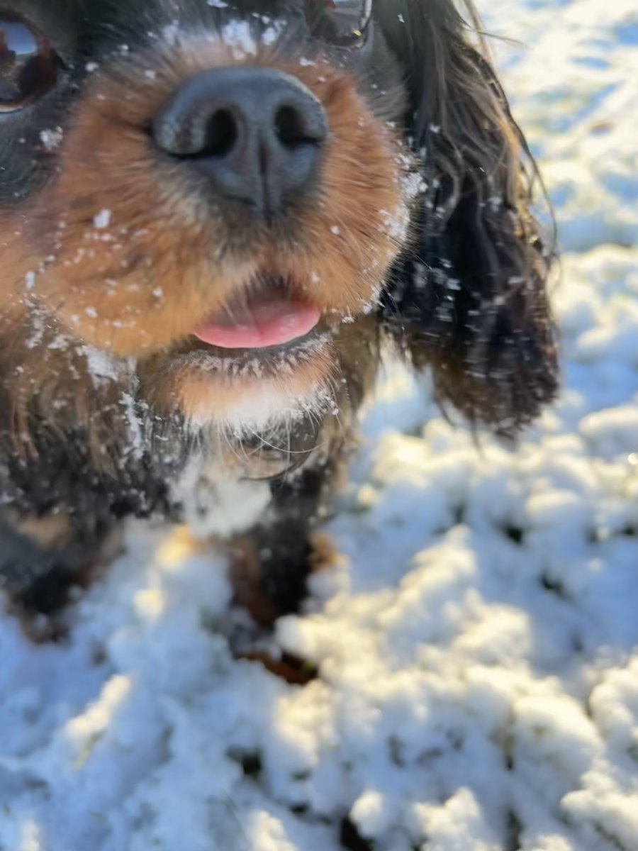 Arthur 🐶🐾 tweet media