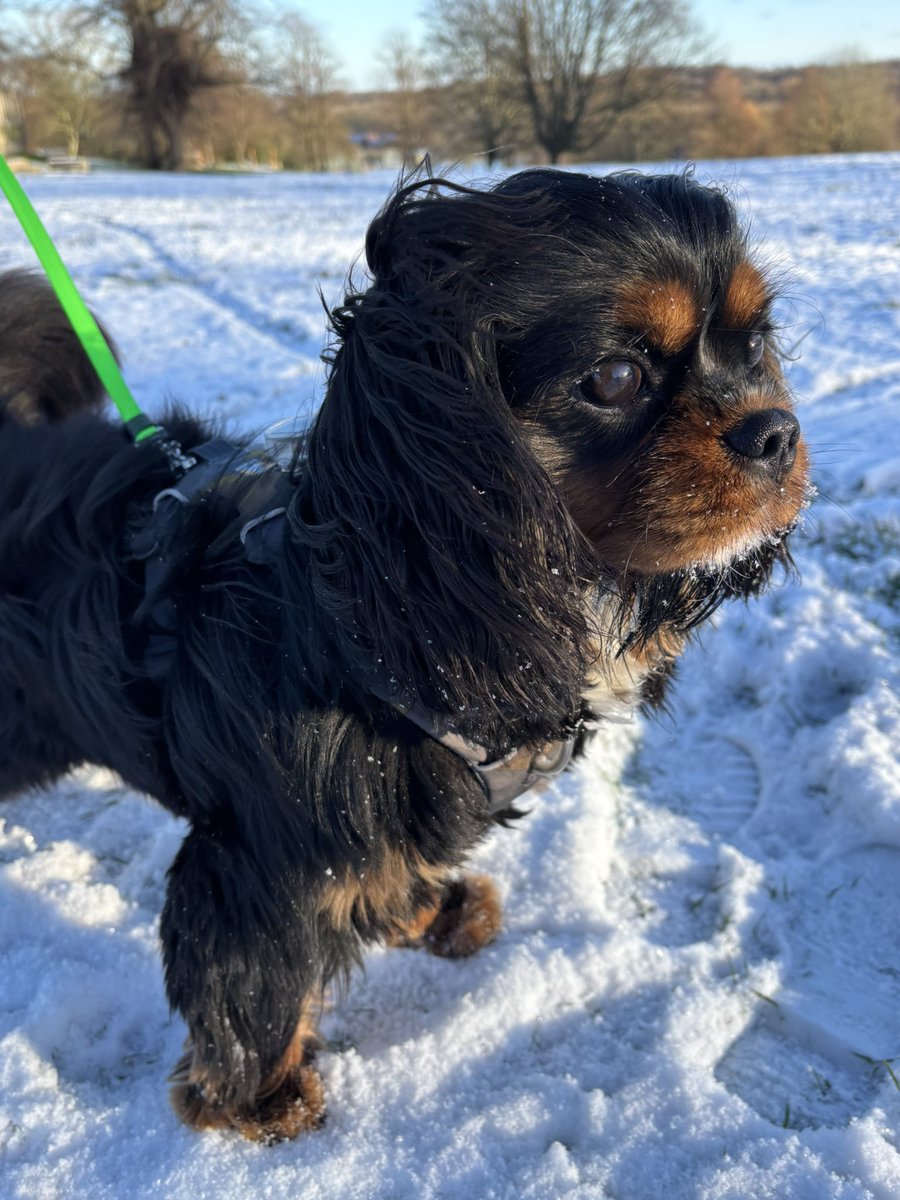 Arthur 🐶🐾 tweet media