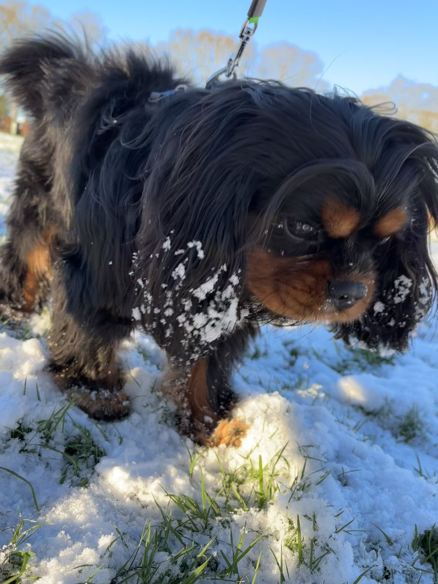 Arthur 🐶🐾 tweet media