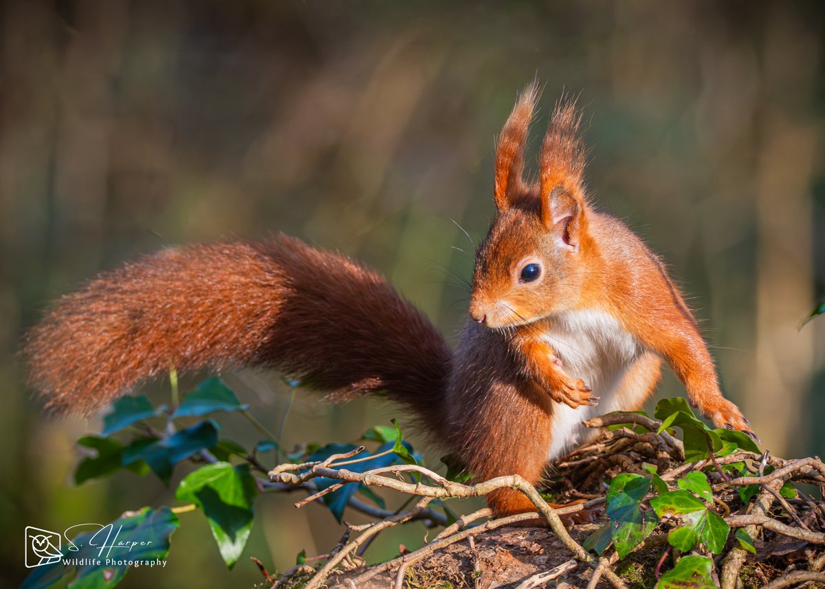 Shane Harper tweet media