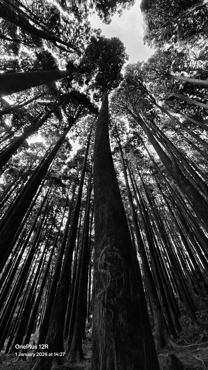 Rooted in silence, reaching for the sky