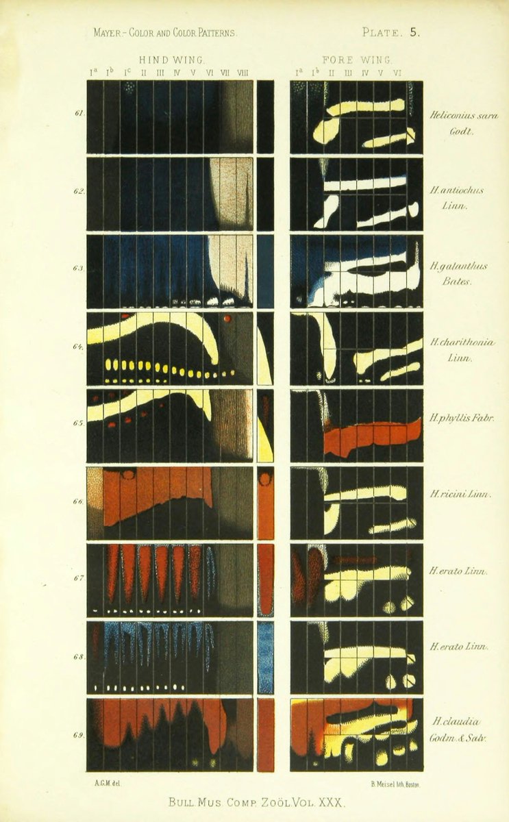 PublicDomainRev's tweet photo. In 1897, Alfred G. Mayer created his butterfly wing projections, an attempt to gain new insights into natural patterns and laws. Vertical blocks denote individual wings, distorted and stretched mathematically to fill a tidy rectangular space. More here: https://t.co/me13naZJbT https://t.co/UTsgikSZQJ