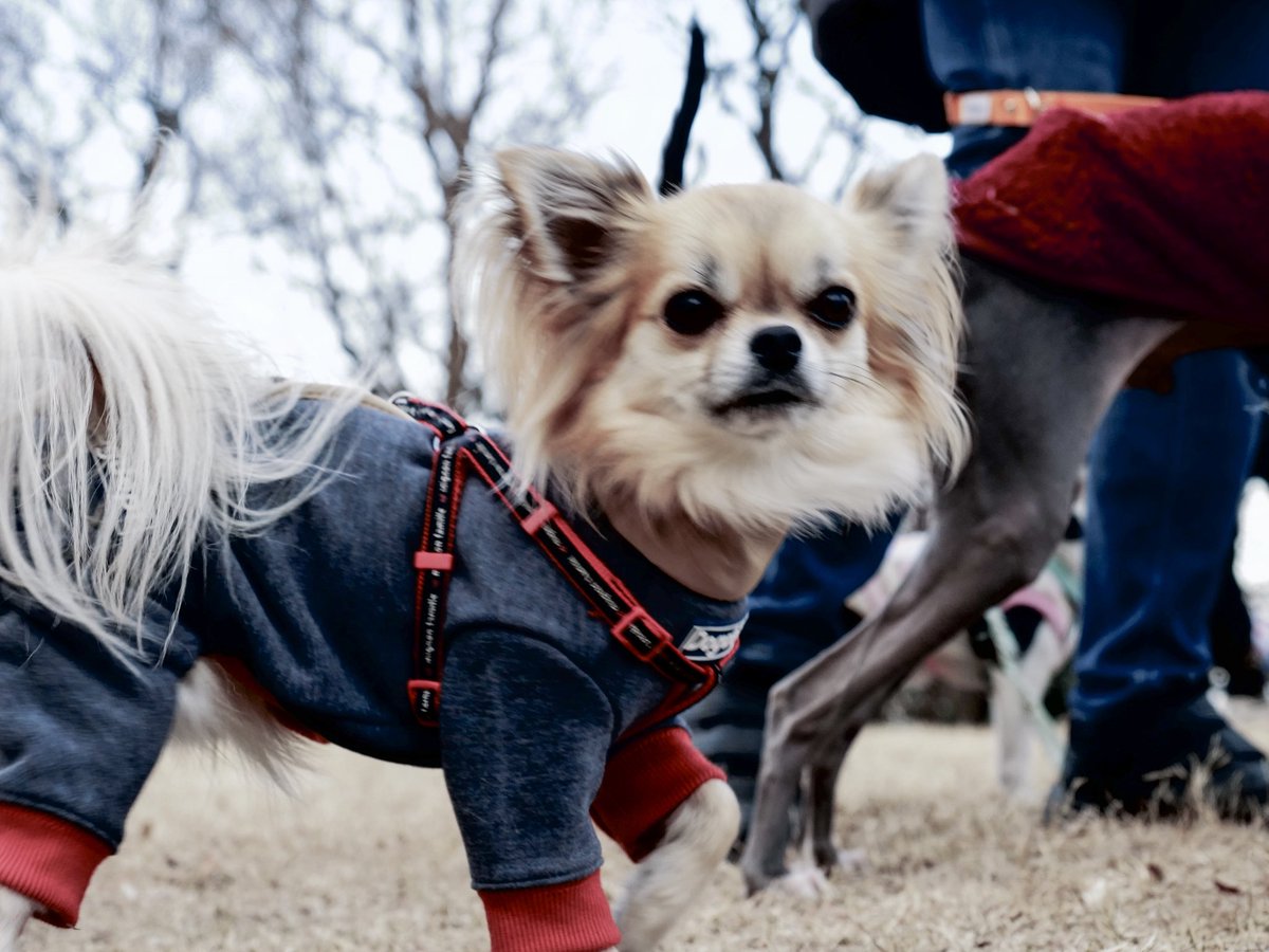 YMDCt's tweet photo. 最近の犬です https://t.co/yIxlkUsgCp