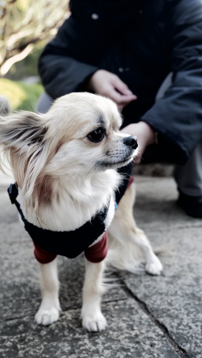 YMDCt's tweet photo. 最近の犬です https://t.co/yIxlkUsgCp
