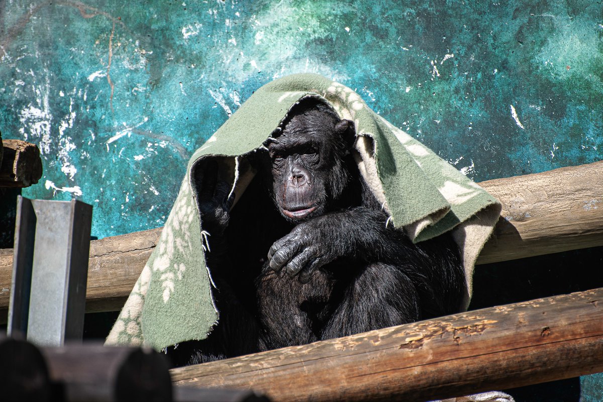 天王寺動物園が楽しかった これは人はいってるやろ？ チンパンジーが