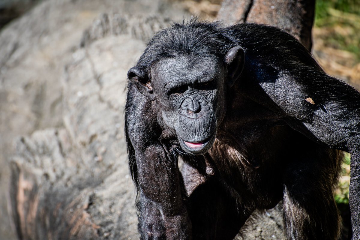 天王寺動物園が楽しかった これは人はいってるやろ？ チンパンジーが