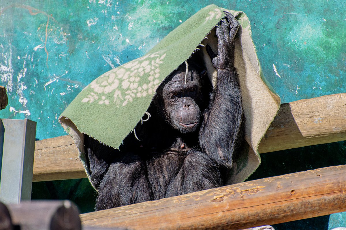天王寺動物園が楽しかった これは人はいってるやろ？ チンパンジーが