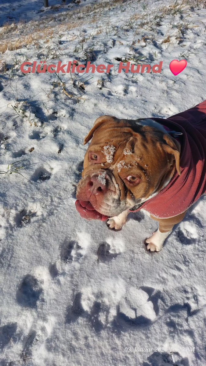 irisA201's tweet image. Winter at it's best  ... bissle mehr von der weißen Pracht darf gerne noch