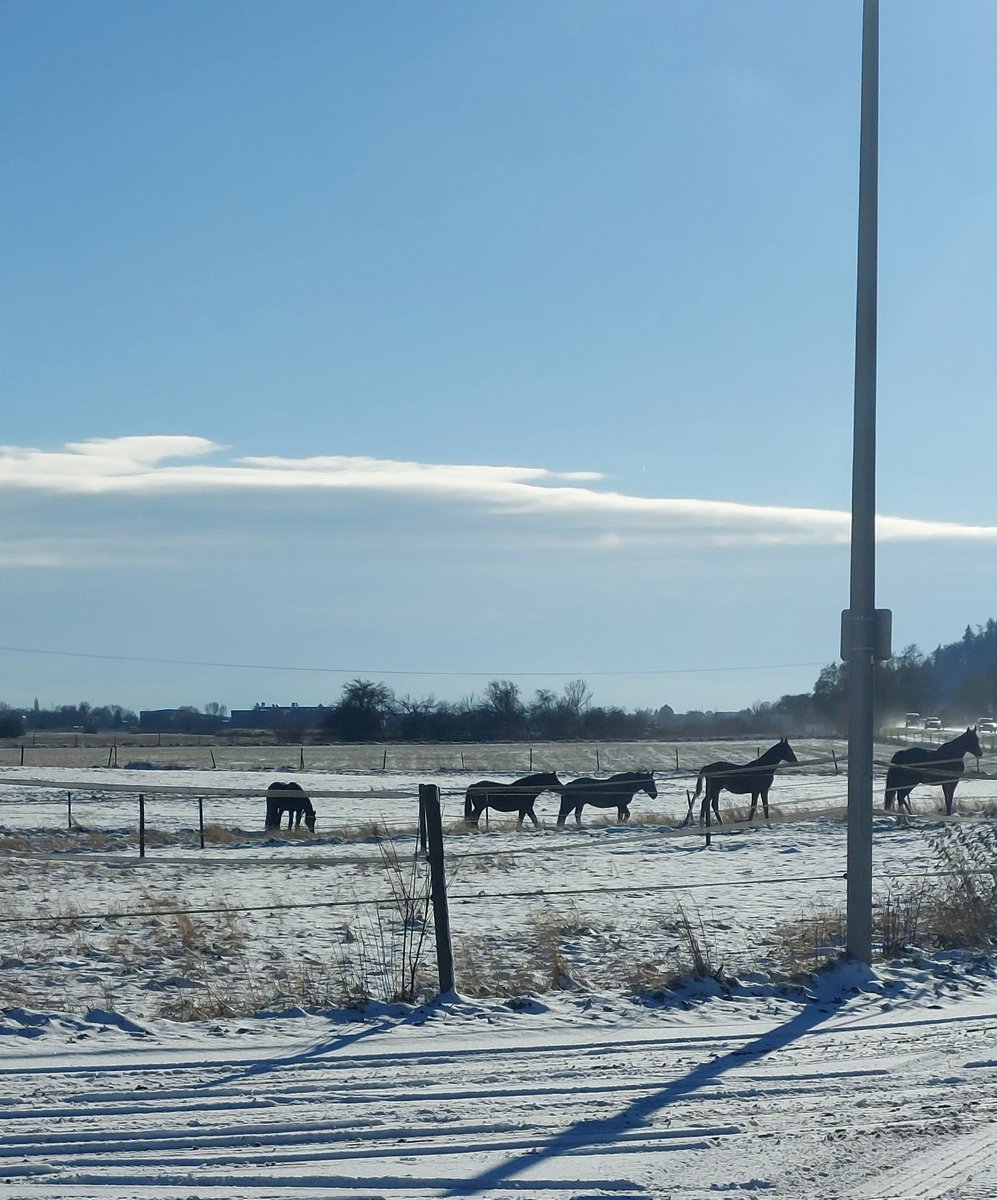 irisA201's tweet image. Winter at it's best  ... bissle mehr von der weißen Pracht darf gerne noch