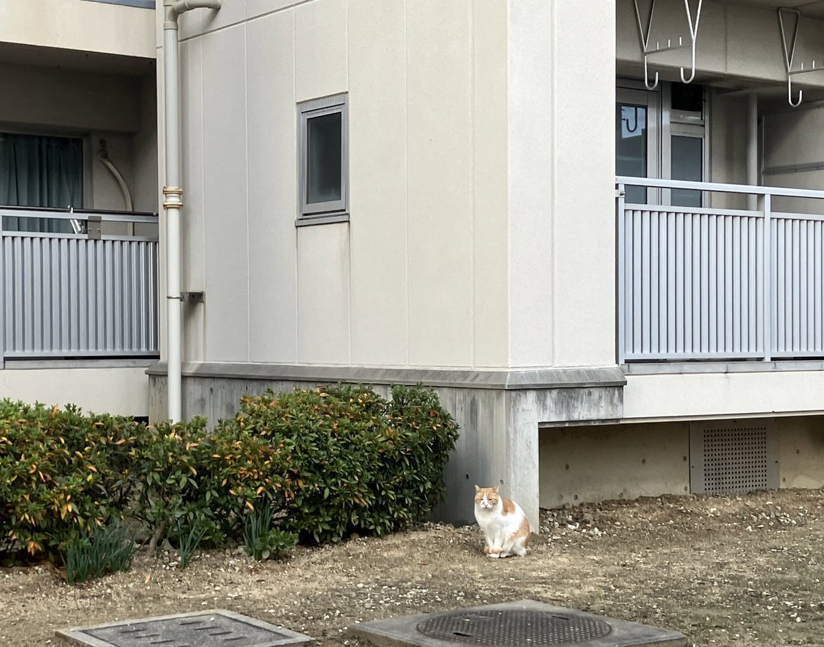 平野郷にゃんこ堂＊平野郷動物診療所＊ tweet media