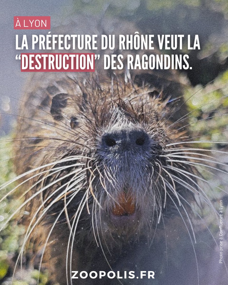 👍<a href="/villedelyon/">Ville de Lyon</a> propose la stérilisation chirurgicale des #ragondins. Comme ils sont classés en "espèce exotique envahissante", la mairie doit avoir la validation de la préfecture qui refuse et promeut comme “seule solution envisageable” leur “destruction”. 😠

#animauxliminaires