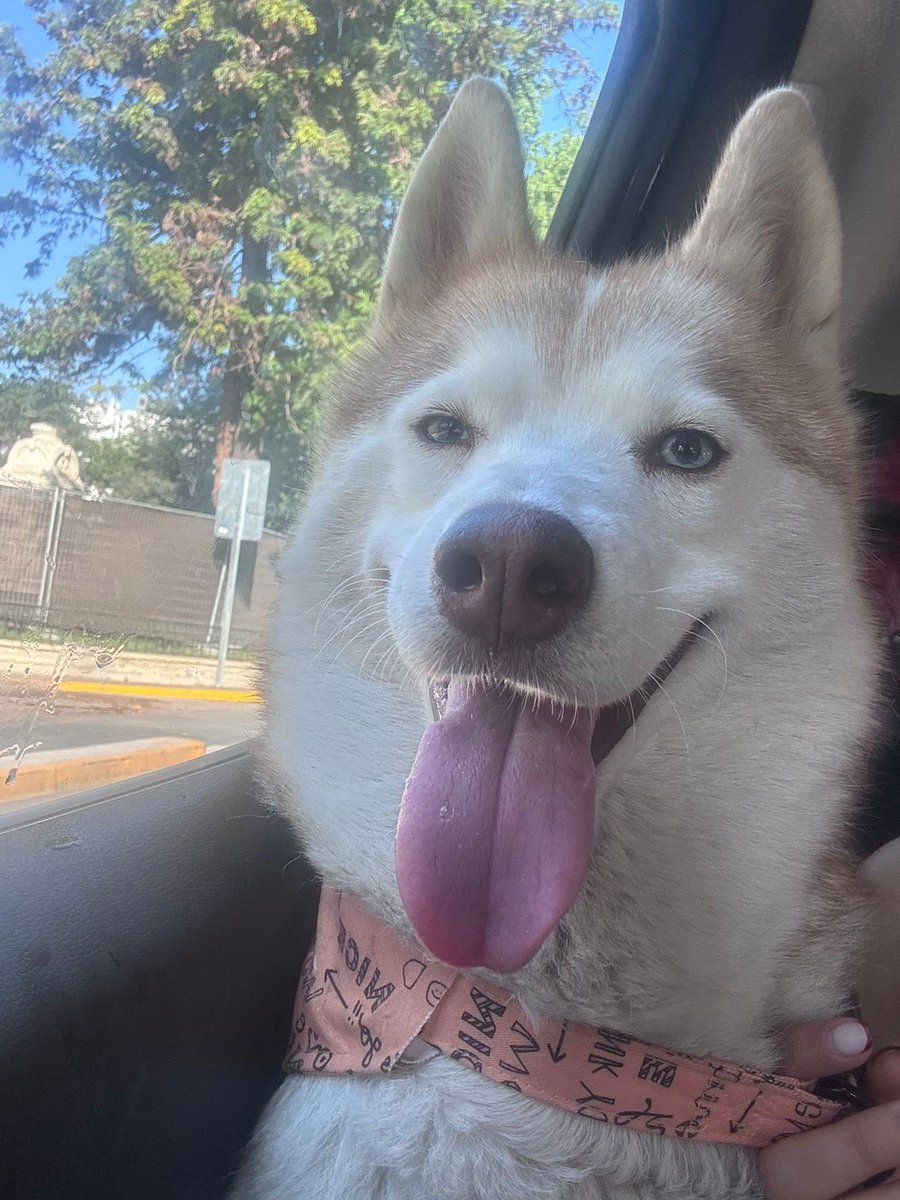 lesliona's tweet image. 🔴 Una vecina encontró esta mañana a esta perrita en Parque Almagro. Busca a sus dueños. Porfa RT