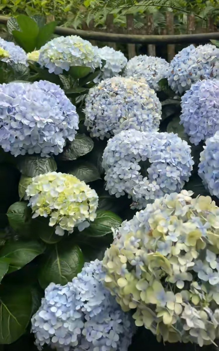 ˚｡𖦹 hangman˚° ༊࿐ ͎ ⊹ ˚. tweet media