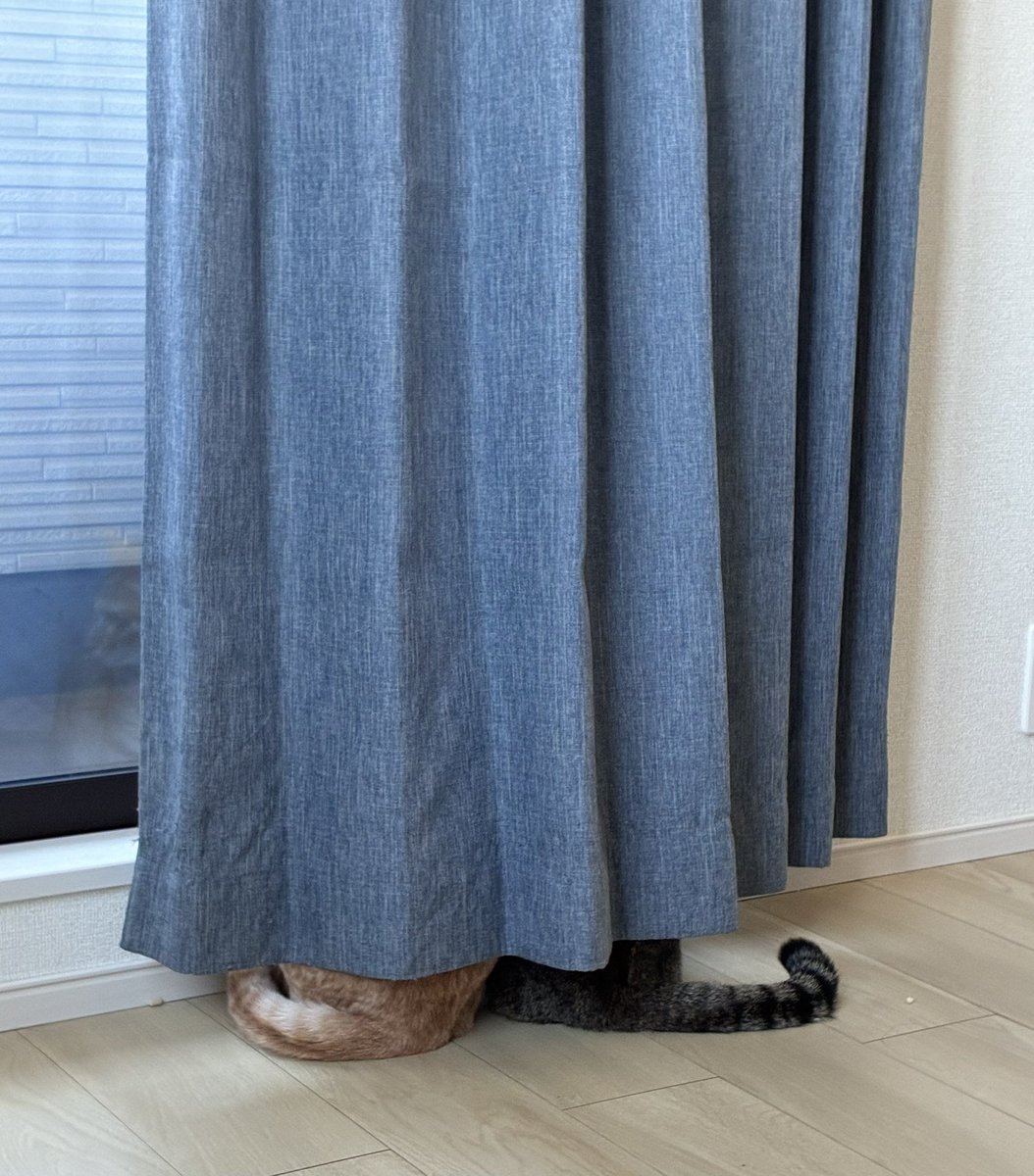 昨年の暮から長女っちが不在のため
2人のにゃんず達と今日まで
幸せに過ごしました^ ^
2人が一緒に仲良く窓の外を見てる所が可愛すぎて💞