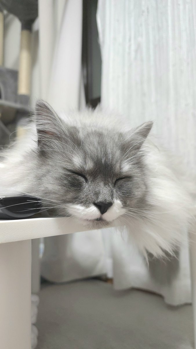 らんまる🐾 (@1224_ranmaru_jp) / Posts / X