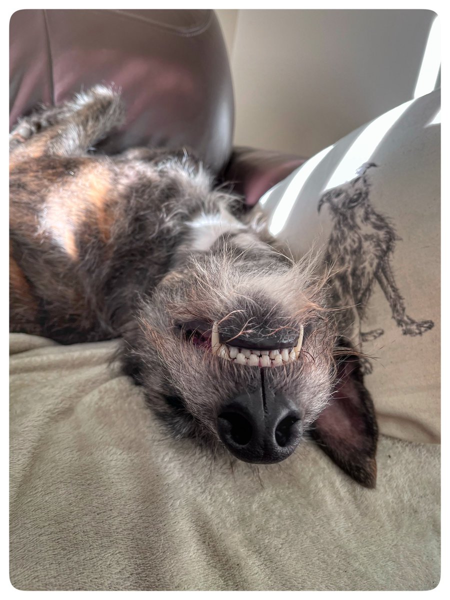 flyabout7's tweet photo. Starting the year as he means to go on. 🙄

Good morning from Lord Ralphington. 

#LazyLurcher
#BeMoreRalph
#AdoptDontShop https://t.co/qDMWKeDW7J
