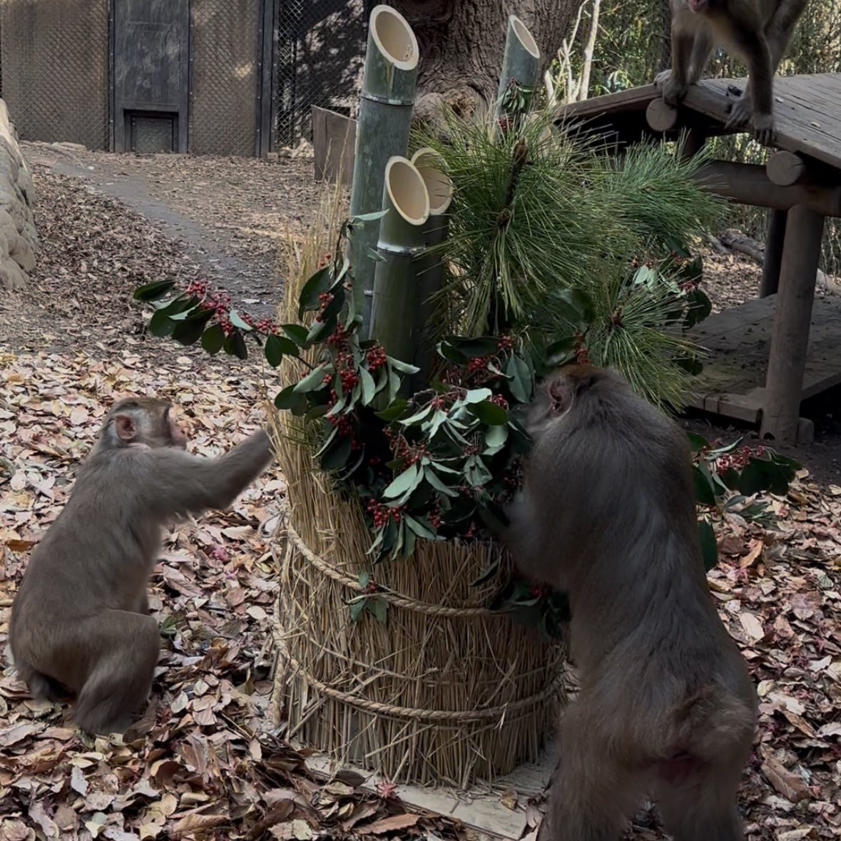 熊笹　　門松 12月25日に作った門松です🎍🤗🎍 今年のポイントは、熊笹と紅白の南天