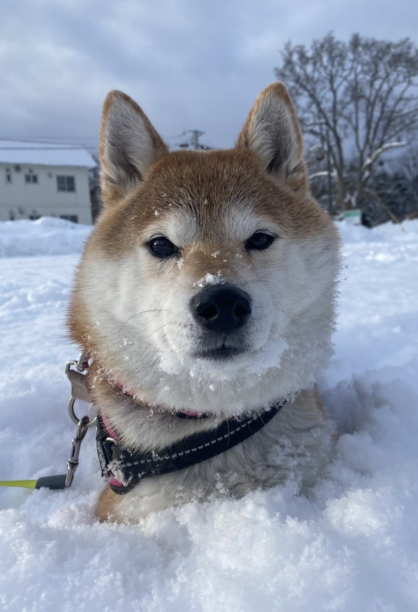 キュキュ（柴犬の九ちゃん） (@gBETQs4FK71tz68) / Posts / X