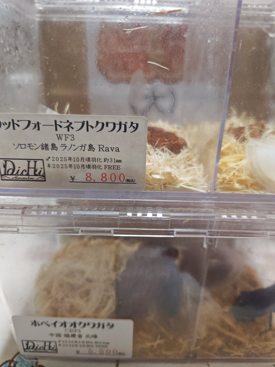 仕事帰りにインセクトジョーカーさんへ福袋を買いに行ってきました。
ネブトは始めてなので楽しみです♪