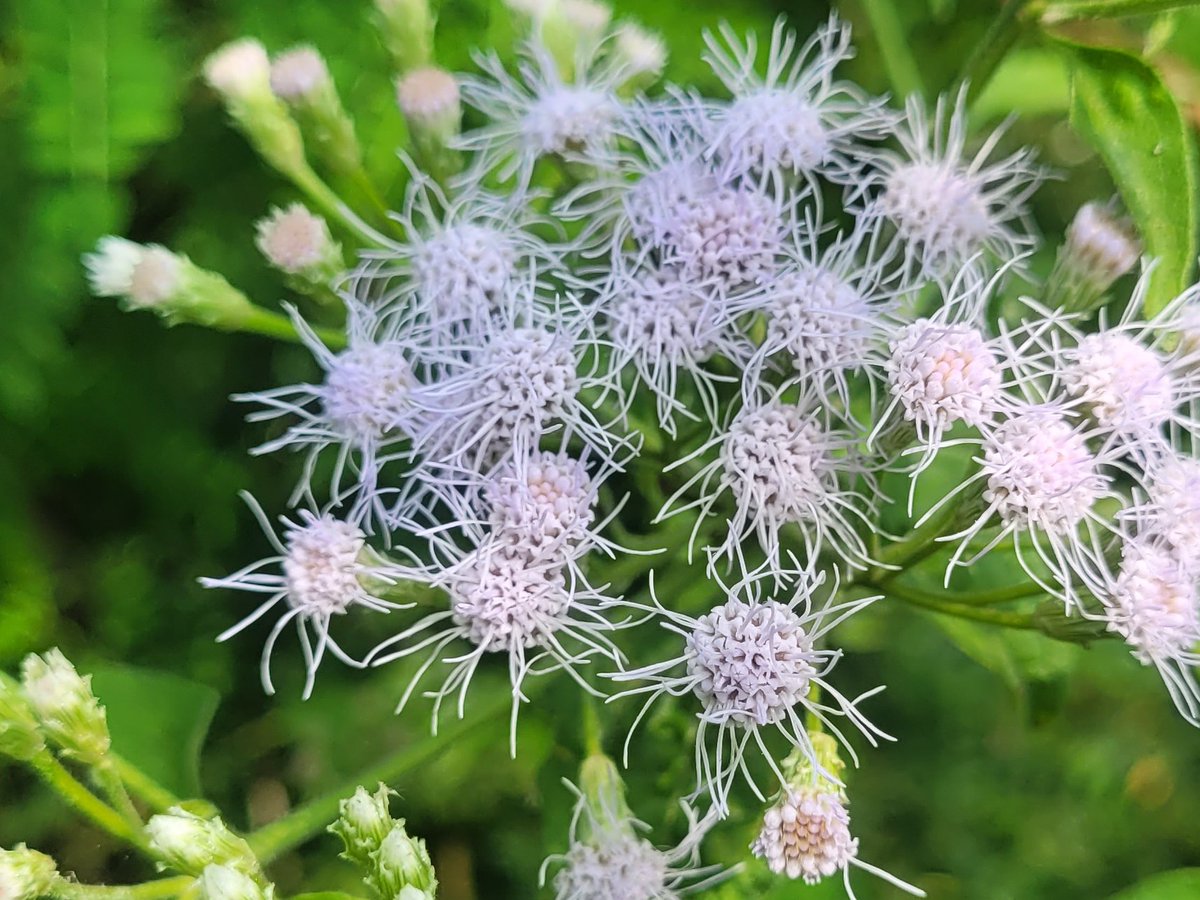 manjula2001's tweet photo. #nature #NaturePhotography #gardens #PictureOfTheDay #naturelife #flowerpictures  #FlowersOfTwitter #blooming #photooftheday #NatureBeauty #daily #beautiful #NewYear2026 Colonizer whitish florets - small, pale, fluffy flowers 🤍 https://t.co/qn1E2jKGua